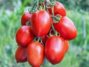 Roma Tomato 'Rio Grande'