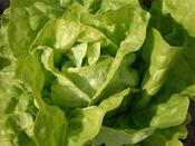 Lettuce 'Butter Green Serpico'