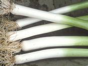 Leek 'Hannibal' image