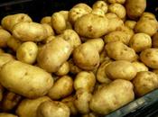 'Nicola' Winter Seed Potatoes