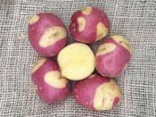 'Celebration' Winter Seed Potatoes