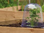 Grow It Bell Cloche - 3 Pack