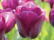 Tulip Triumph 'Negrita' - 7 Bulbs