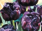 Tulip Double 'Black Hero' - 8 Bulbs