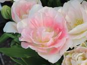Tulip Double 'Finola' - 8 Bulbs