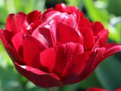 Tulip Double 'Salcido' - 8 Bulbs image
