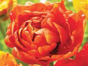Tulip Double 'Sun Lover' - 8 Bulbs image