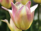 Tulip Lily Flowered 'Elegant Lady' - 8 Bulbs image