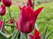 Tulip Lily Flowered 'Pretty Woman' - 6 Bulbs