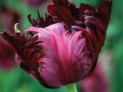 Tulip Parrot 'Black Parrot' - 6 Bulbs