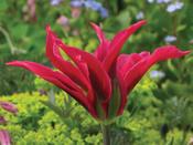 Tulip Viridiflora 'Doll's Minuet' - 8 Bulbs