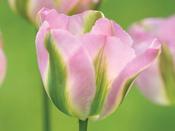 Tulip Viridiflora 'Groenland' - 8 Bulbs image