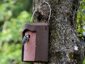Schwegler Nest Box 1B (Brown) - 32 mm Entrance
