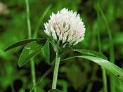 Green Manure Clover 'Apolo' image