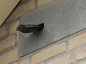 Built-in Swift Nest Box - IB GZ 03