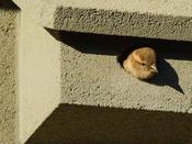 House Sparrow Facade Nest Box - NKMU8 image