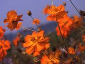 Cosmos Sulphureus Crest Orange image
