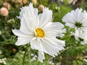 Cosmos Bipinnatus Fizzy White image