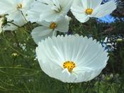 Cosmos Bipinnatus Cupcakes White
