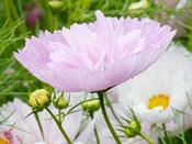 Cosmos Bipinnatus Cupcakes Blush