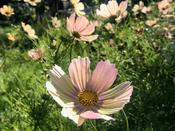 Cosmos Bipinnatus Apricot Lemonade