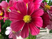 Cosmos Bipinnatus Antiquity image