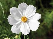 Cosmos Bipinnatus Candyfloss White