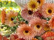 Calendula Officinalis Orange Flash