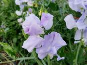 Sweet Pea Royal Lavender image