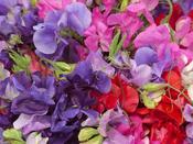 Sweet Pea King Size Coronation Mix image