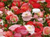Poppy Mix 'Falling In Love' image