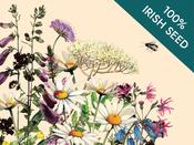 Native Irish Grown Wildflowers - Cottage Garden