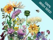 Native Irish Grown Wildflowers - Part Shade Hedgerow