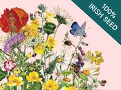Native Irish Grown Wildflowers - Coastal Colour