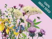 Native Irish Grown Wildflowers - Biodiversity Meadow