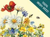 Native Irish Grown Wildflowers - Short Cut Meadow