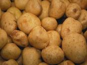 'Maris Peer' Winter Seed Potatoes image