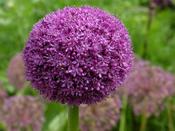 Allium Giganteum 'Ambassador' - 1 Bulb