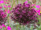 Allium 'Magic' - 5 Bulbs