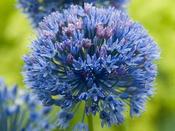 Allium Bulbs 'Caeruleum'