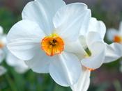 Narcissus 'Bunch Flowering Geranium' - 5 Bulbs