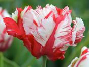 Tulip Parrot 'Estella Rijnveld' - 8 Bulbs image