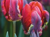 Tulip Parrot 'Rococo' - 8 Bulbs image