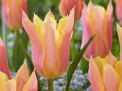 Tulip Lily Flowered 'Marianne' - 8 Bulbs image
