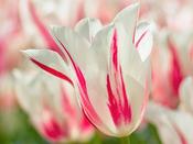 Tulip Lily Flowered 'Marilyn' - 8 Bulbs image