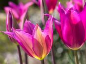 Tulip Lily Flowered 'Purple Dream' - 8 Bulbs