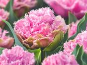 Tulip Double Fringed 'Cairns' - 8 Bulbs