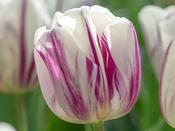 Tulip Triumph 'Flaming Flag' - 10 Bulbs image