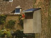 Robin Nest Box