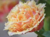 Tulip Double Fringed 'Brisbane' - 8 Bulbs image
